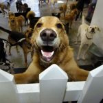 Should I take my dog to daycare?