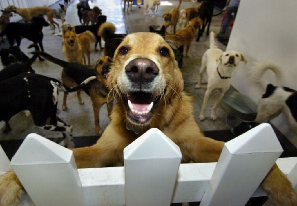Should I take my dog to daycare?