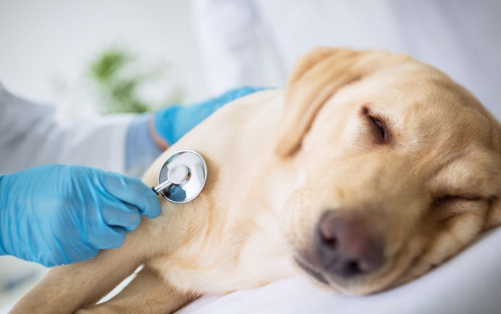 Signs that your dog is ill 