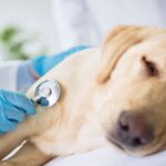 Signs that your dog is ill 