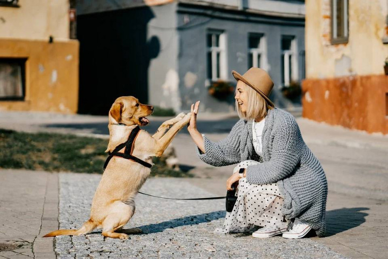 Things to Consider Before Getting a Pet