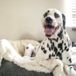 How to Make your Dog’s Bed Super Comfortable