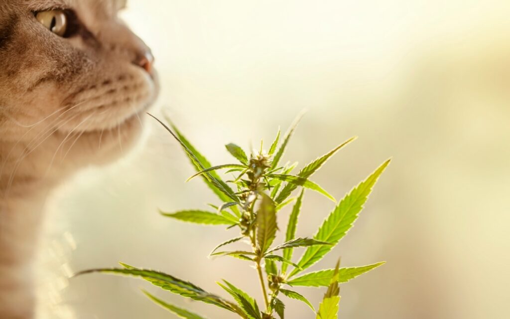 CBD For Cats: Top Benefits