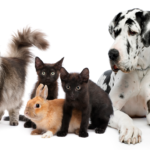 How to keep costs low when owning multiple pets