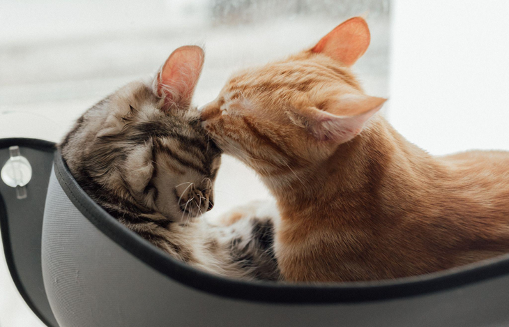 How To Introduce A New Cat The Right Way