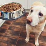 What is the most healthiest dog food for a dog?