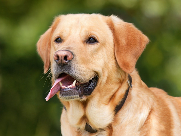 What does your four-legged friend need