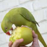 The Hearty Benefits of Kiwi for Your Lovely Parrot