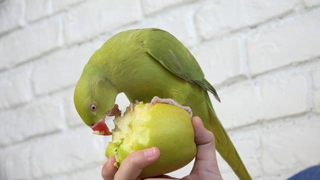 The Hearty Benefits of Kiwi for Your Lovely Parrot