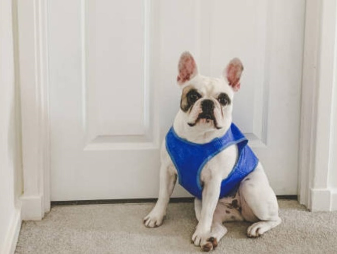 Dog Cooling Vests