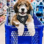 Guide to The Advantages of Buying Pet Supplies From a Wholesale Supplier