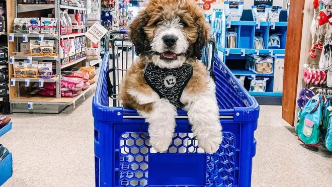 Guide to The Advantages of Buying Pet Supplies From a Wholesale Supplier