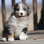 How To Spot A Real And Healthy Bernedoodle Puppy