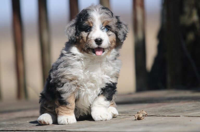 How To Spot A Real And Healthy Bernedoodle Puppy