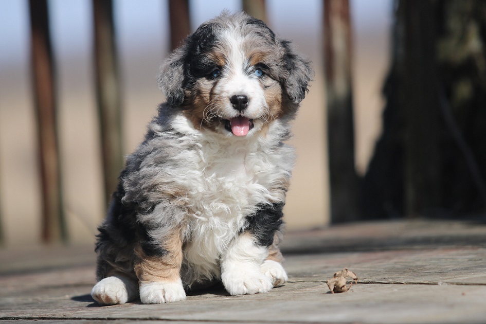 How To Spot A Real And Healthy Bernedoodle Puppy