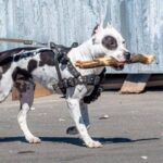 The Advantages of Using a Dog Harness