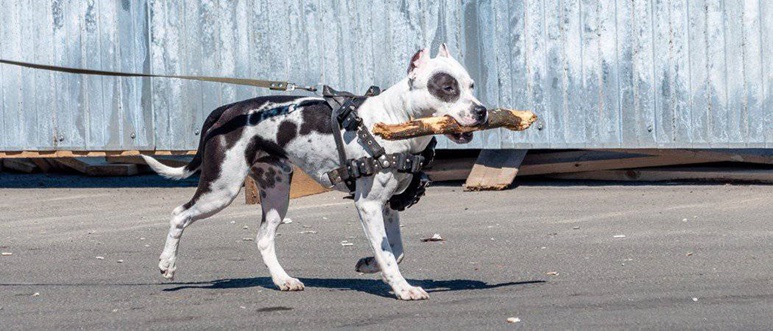 The Advantages of Using a Dog Harness