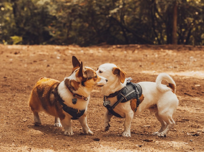 5 Dog Breed that are Perfect for a Small Family