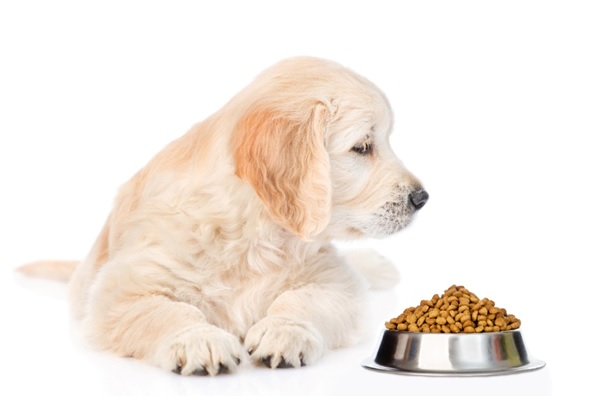 How to Choose the Right Dog Food 