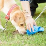 Why It’s Important to Scoop a Dog’s Poop?