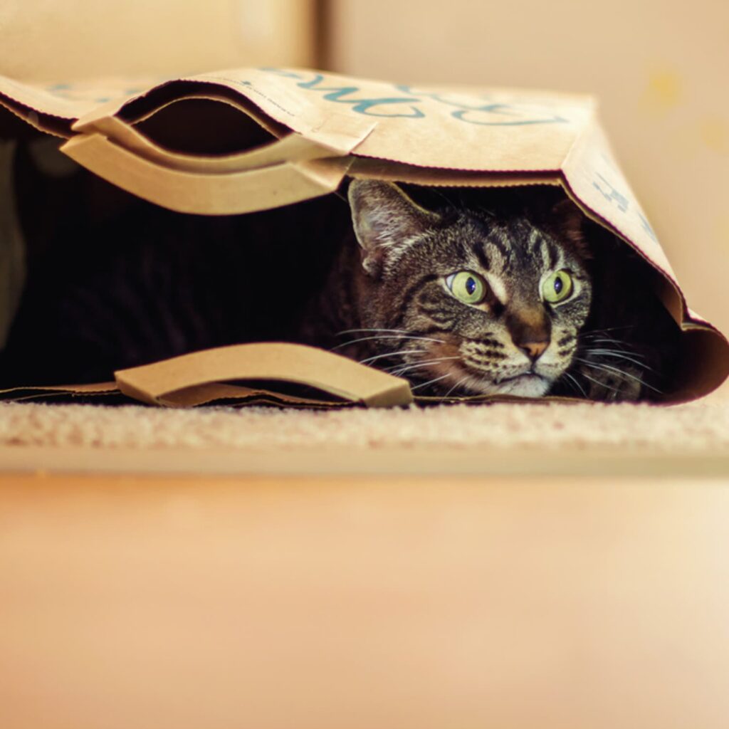 Cozy Cat Caves: A Dreamy Retreat for Feline Friends