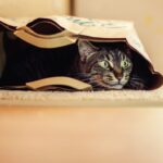 Cozy Cat Caves: A Dreamy Retreat for Feline Friends