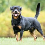 Interesting Facts about the Rottweiler Dog!