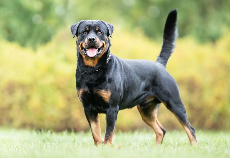 Interesting Facts about the Rottweiler Dog!