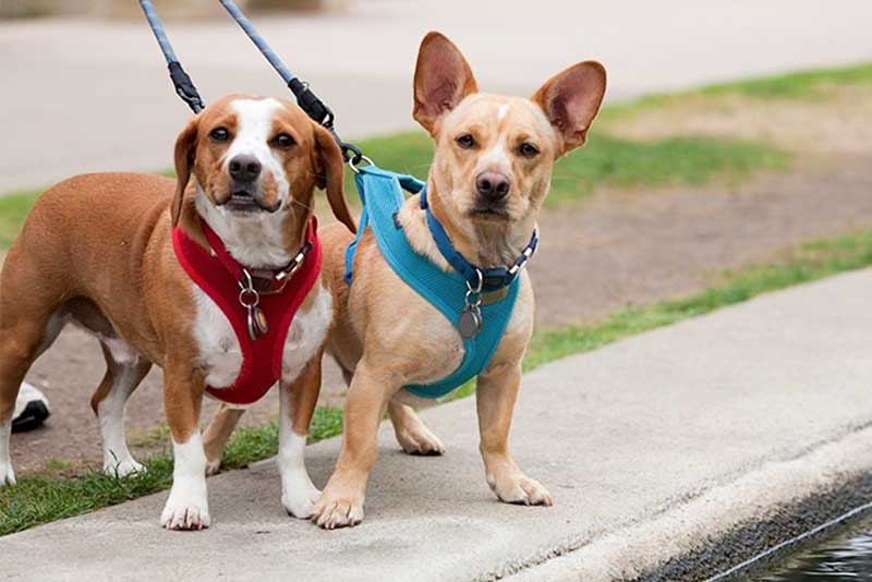 Here’s How To Introduce A Puppy To A Dog Harness: A Step-By-Step Guide