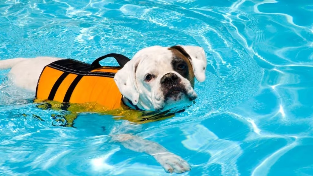 Safety Tips For Swimming Pets