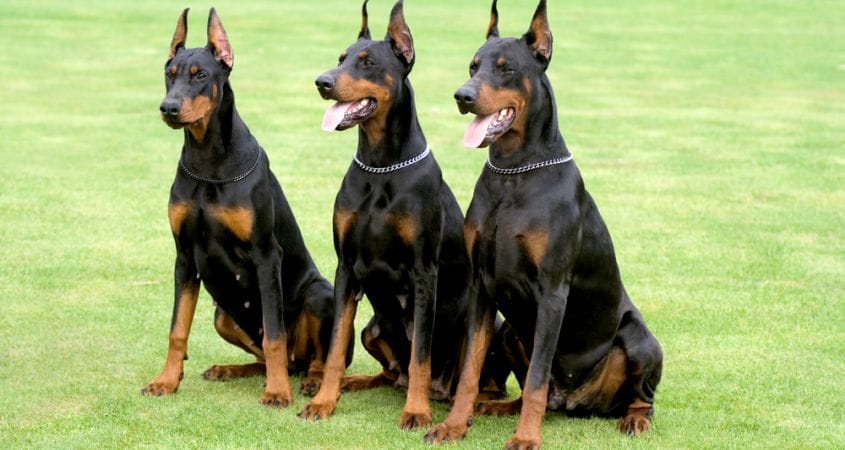The Role of Breeders in Producing Quality Personal Protection Dogs