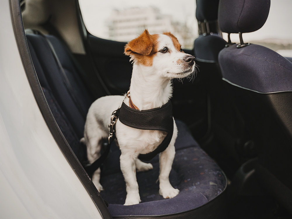 Hot Car Safety For Pets