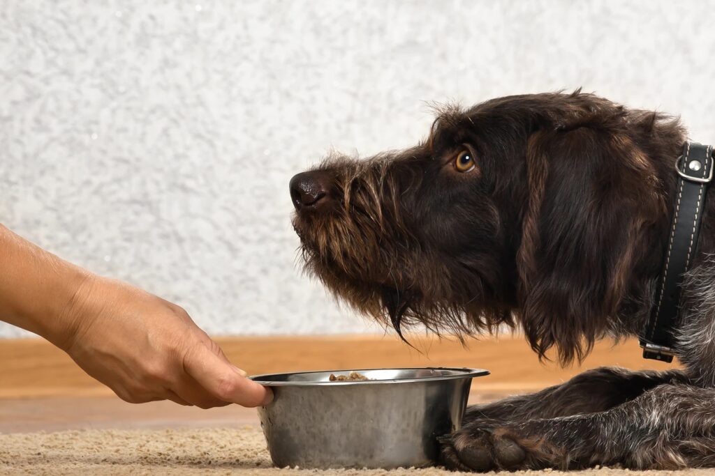 Allergens and Sensitivities in Dog Treats – what your dog needs to know.