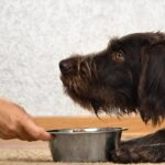 Allergens and Sensitivities in Dog Treats – what your dog needs to know.