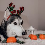 Top 10 Gifts for Pet Lovers