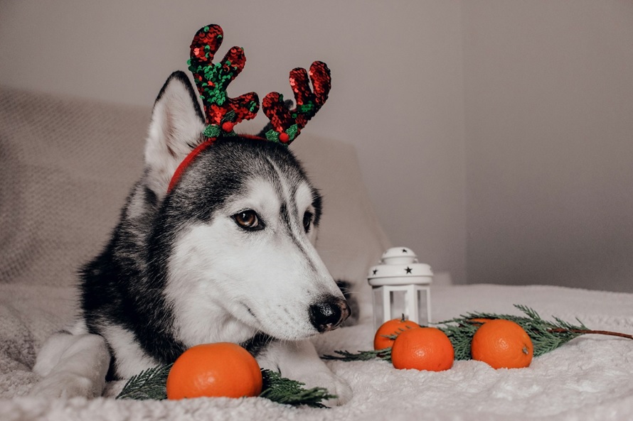 Top 10 Gifts for Pet Lovers